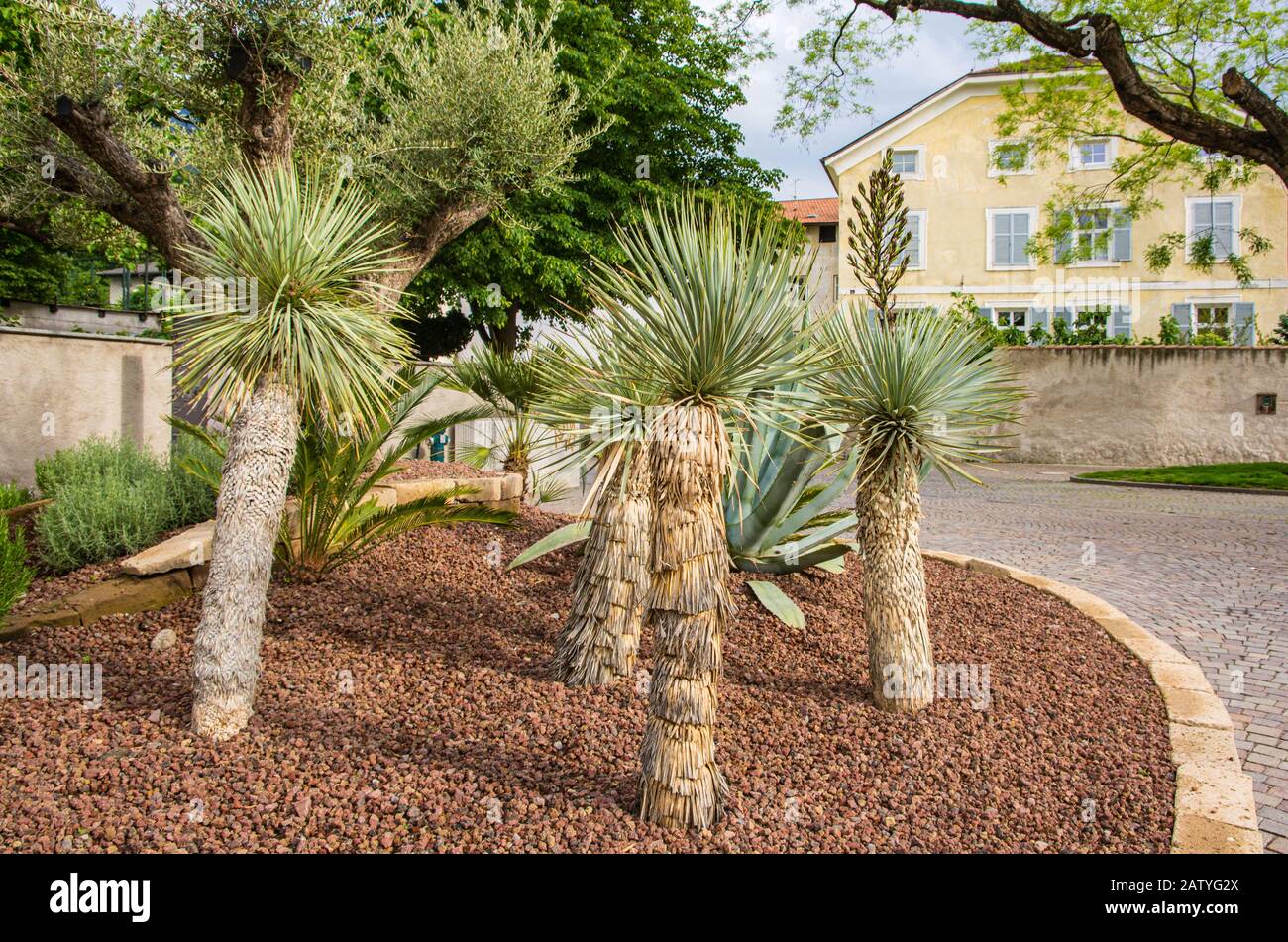 Yucca Rostrata plants in a flowerbed in the historical center of Brixen in South Tyrol, northern Italy Stock Photo