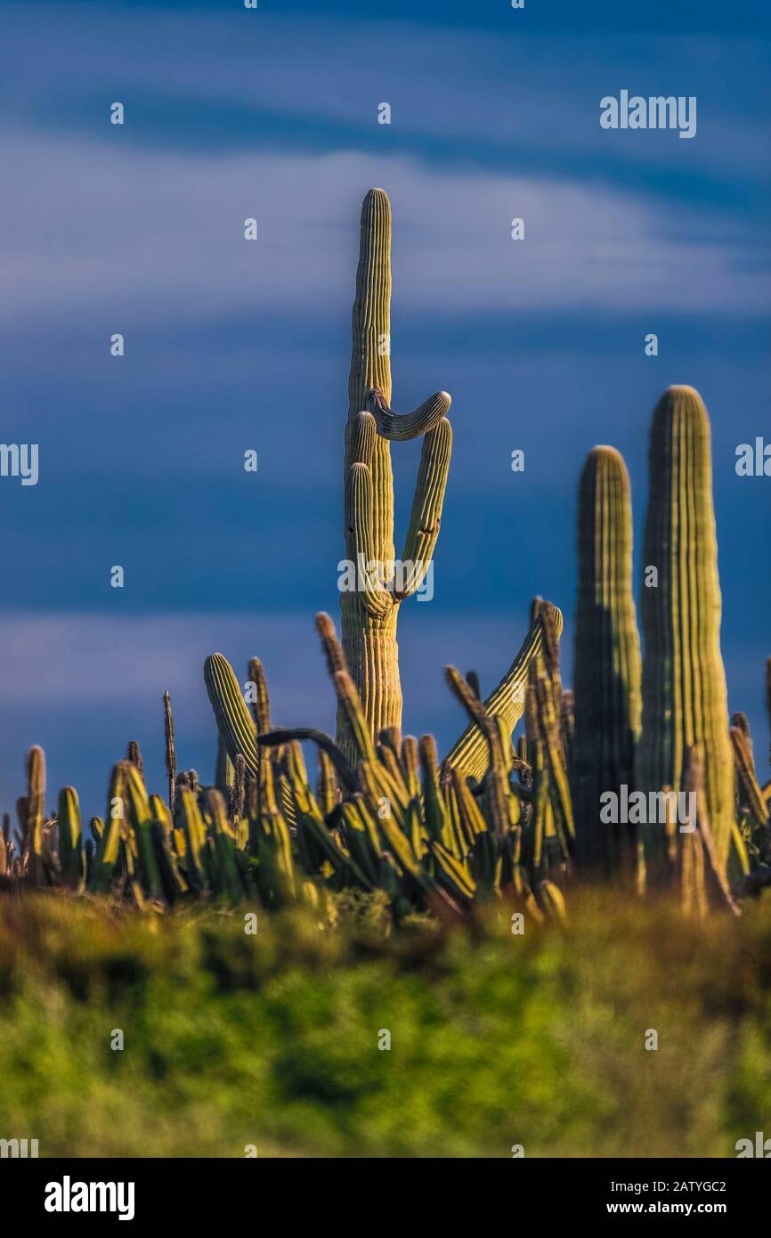 desert valley outdoors on Saguaro Or Sahuaro Carnegiea Gigantea And Pithaya Typical Columnar Cactus From The Sonoran Desert Mexico Monotipicoc