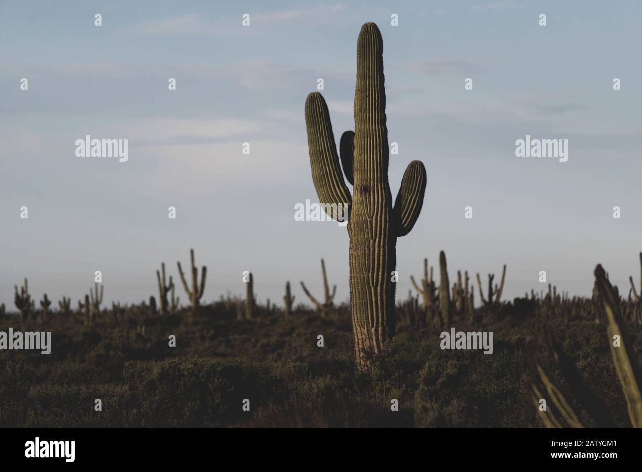 Saguaro Or Sahuaro Carnegiea Gigantea And Pithaya Typical Columnar Cactus From The Sonoran Desert Mexico Monotipicoc