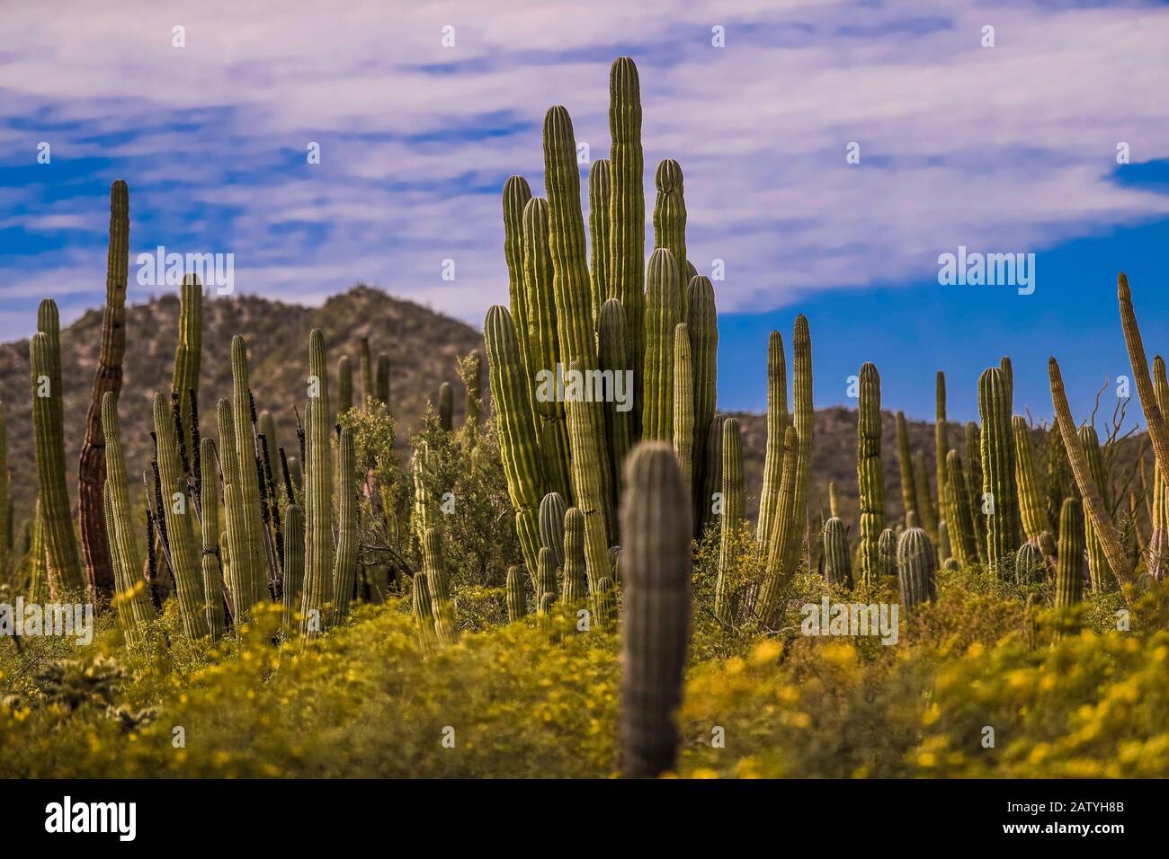 saguaro or sahuaro (Carnegiea gigantea) and pithaya. Typical columnar ...