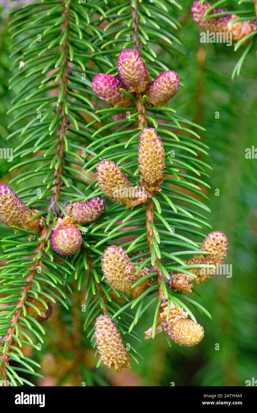 The Staminate (male) flower on Norway Spruce. Stock Photo