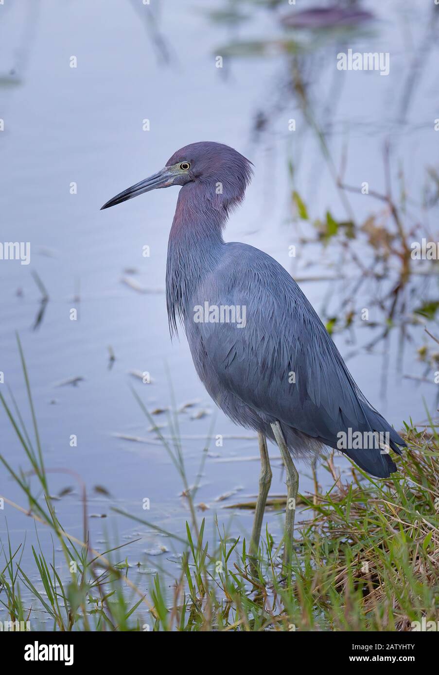 A Little Blue Heron stands at the water's edge in the Florida Everglades. Stock Photo