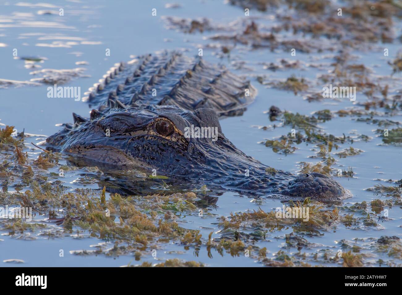 An curious American Alligator poses for a pic at Everglades National Park in South Florida. Stock Photo