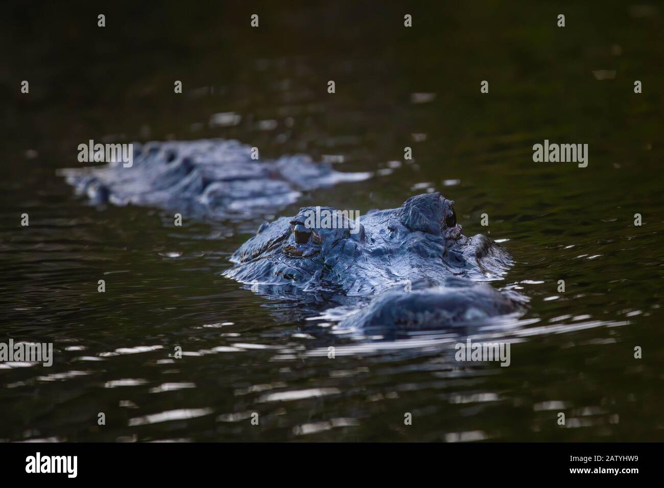 An American Alligator swims toward the camera at Everglades National Park. The American Alligator is the apex predator of the Florida Everglades. Stock Photo