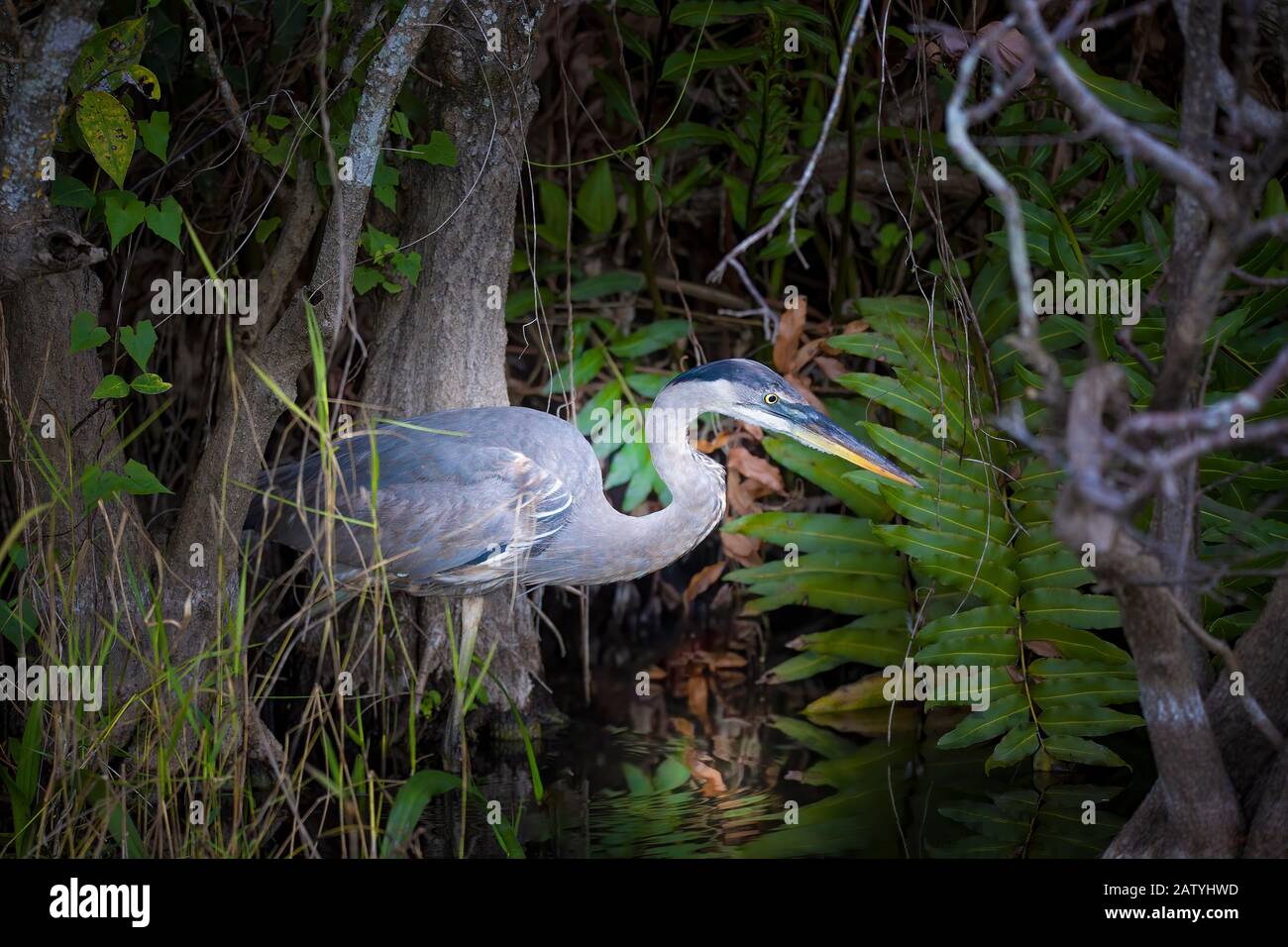 A Great Blue Heron forages for a snack at Shark Valley in Everglades National Park. Stock Photo