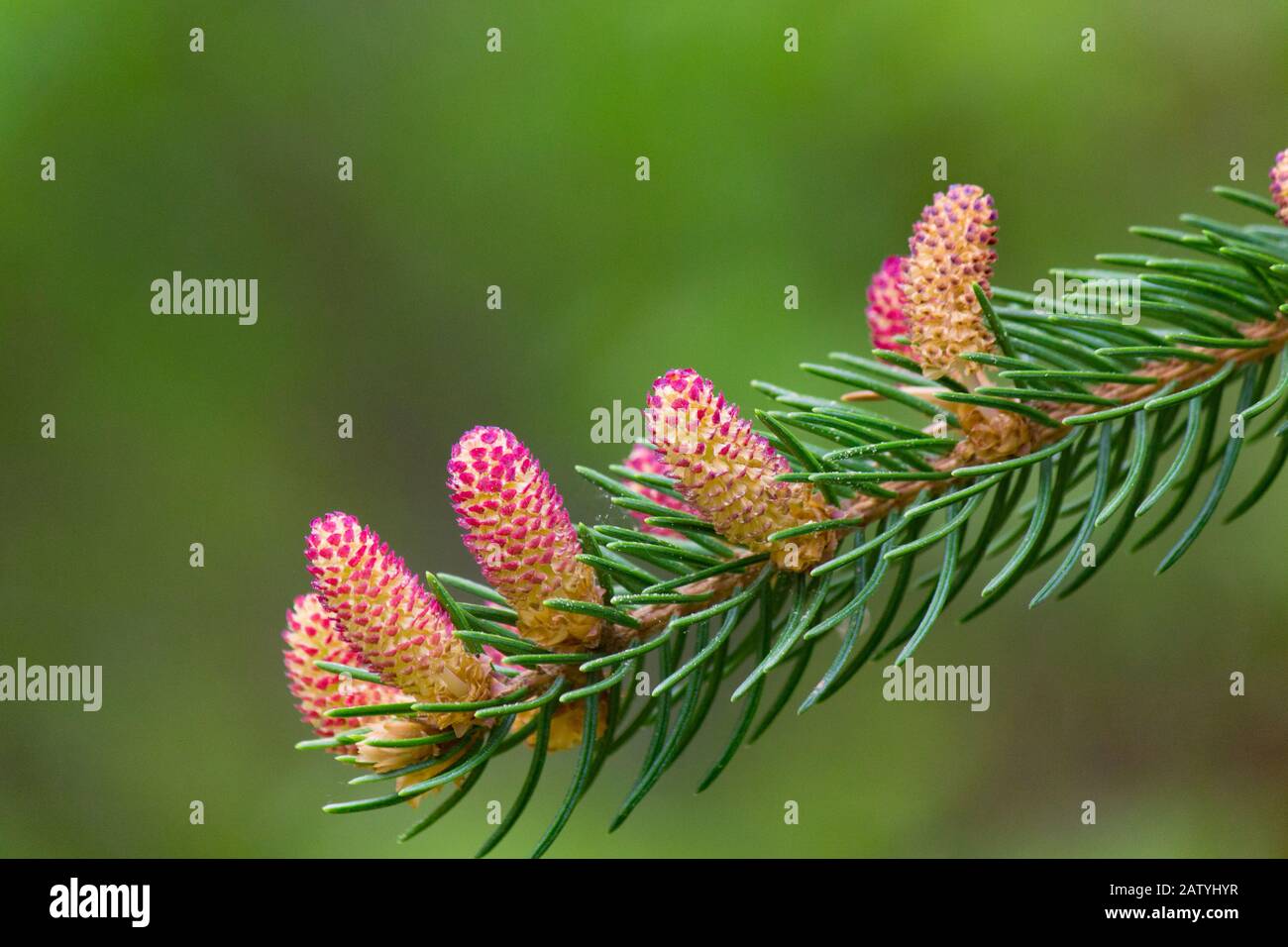 The Staminate (male) flower on White Spruce. Stock Photo