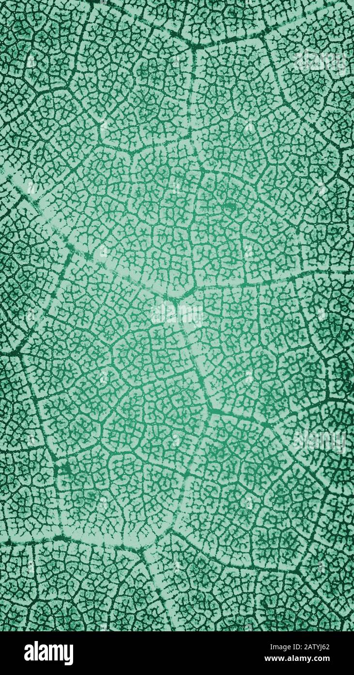 Wallpaper leaf light green pattern vertical background Stock Photo - Alamy