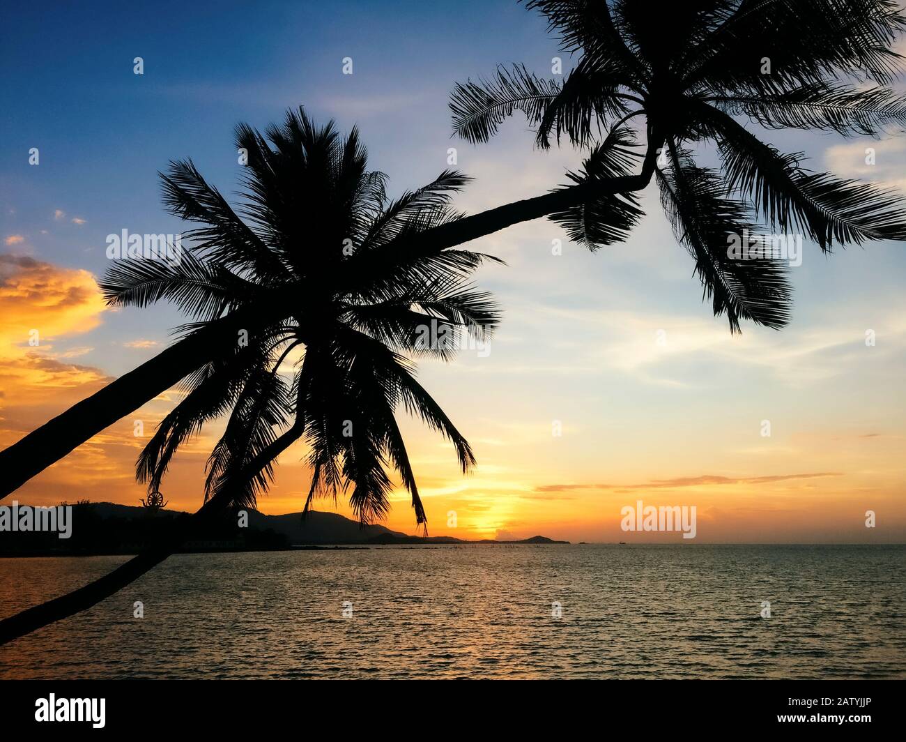 Palm Trees Silhouette At Sunset or Sunrise on the beach Stock Photo - Alamy
