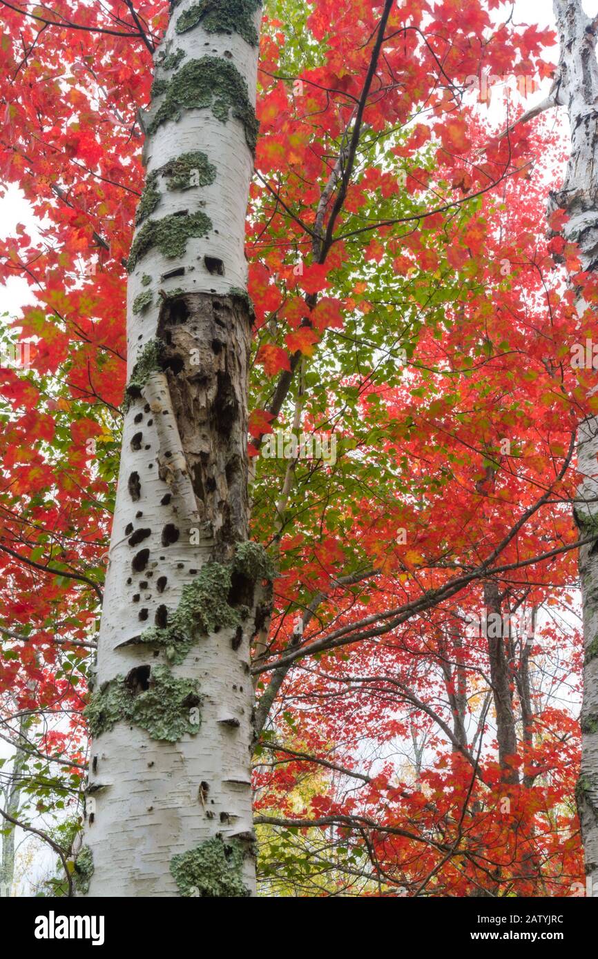 Sieur De Monts Nature Center Area In Acadia National Park, Mount Desert ...