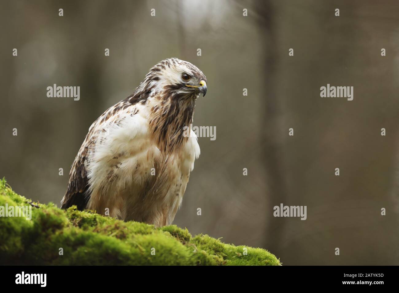 Common buzzard is one of the most common raptor species in Europe ...