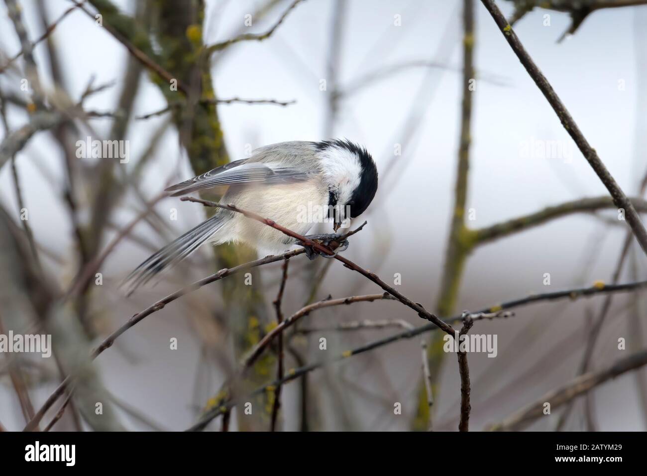 A small black capped chickadee is eating while perched in a twig in Hauser, Idaho. Stock Photo