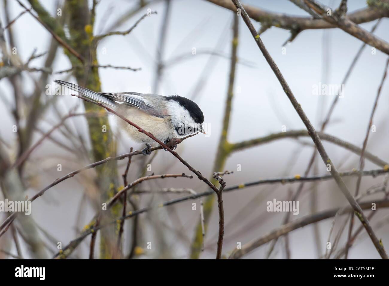 A small black capped chickadee is perched on a small twig in Hauser, Idaho. Stock Photo
