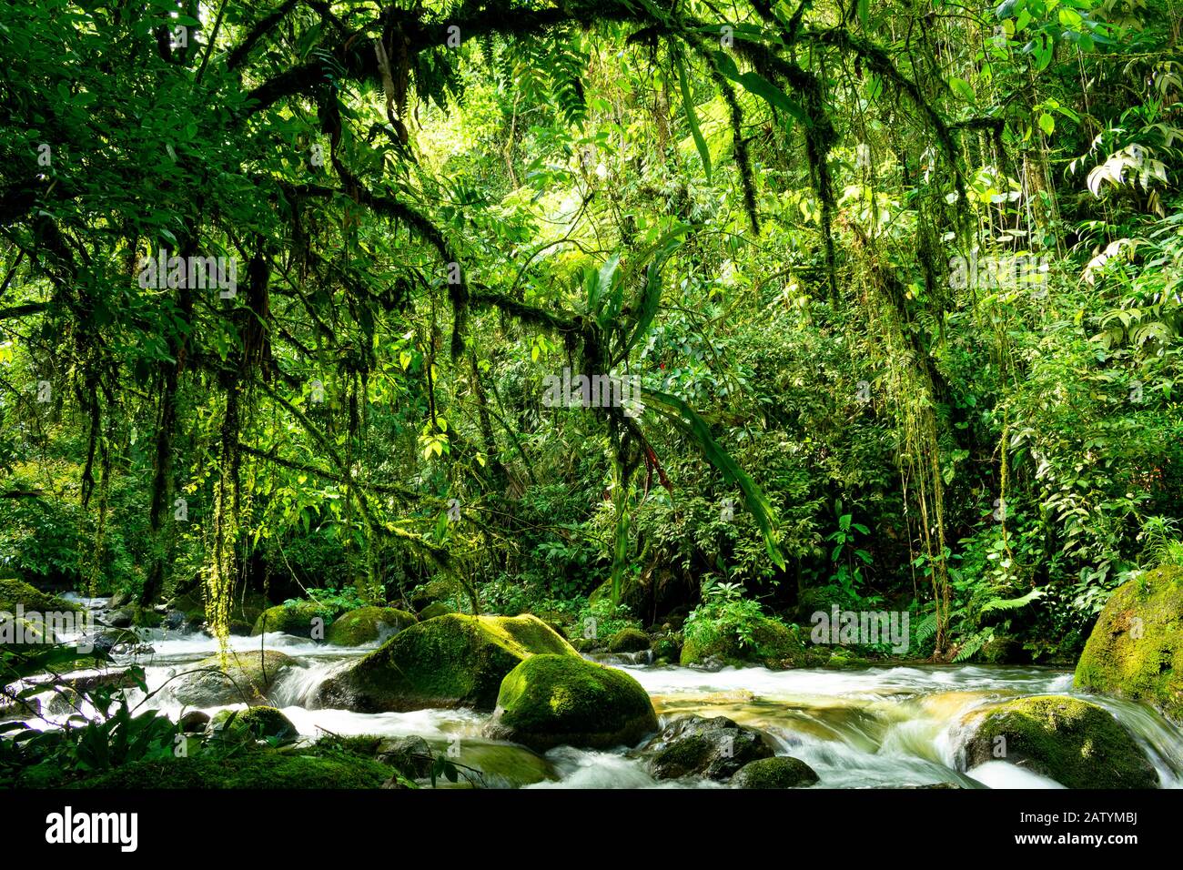 Rainforest landscape with dense vegetation and river Stock Photo