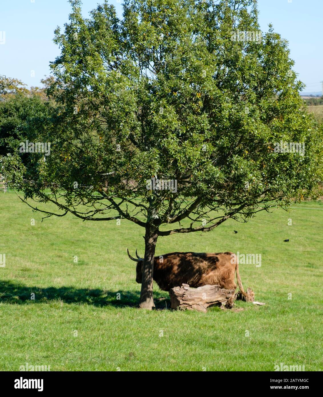 Highland cattle seeking shade from the hot sun by standing under a tree