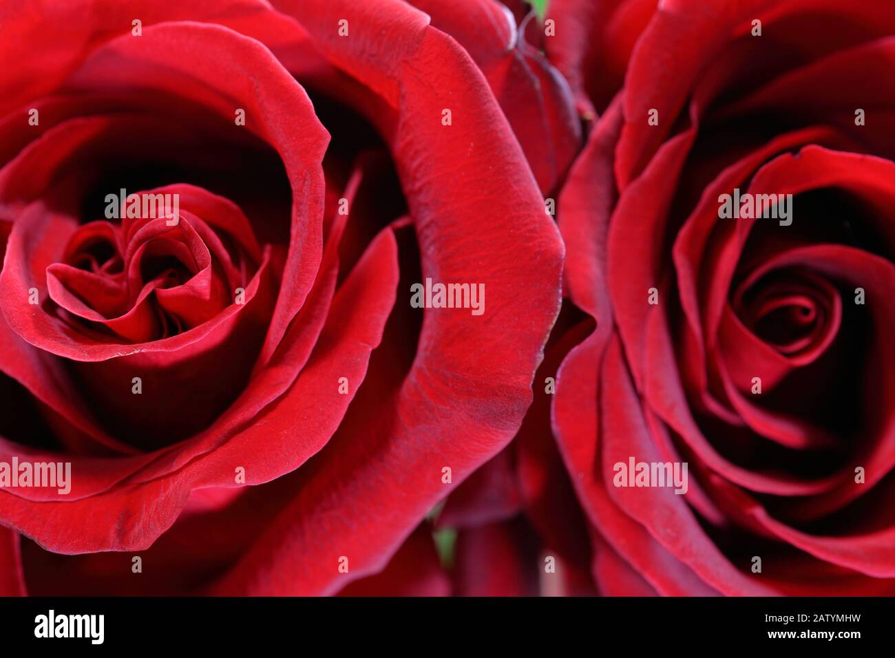 close up roses ideal for celebrations such as Valentine's Day, a marriage proposal or a declaration of passionate love Stock Photo