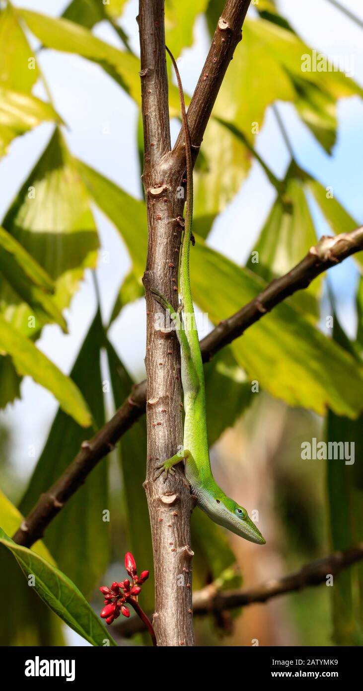 Green anole, Anolis carolinensis, hanging upside down from a branch against green staff, Sanibel Island, Florida, USA Stock Photo