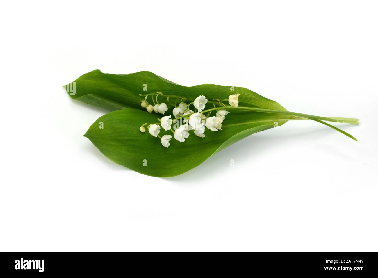 White flowers lilies of the valley isolated on white background Stock