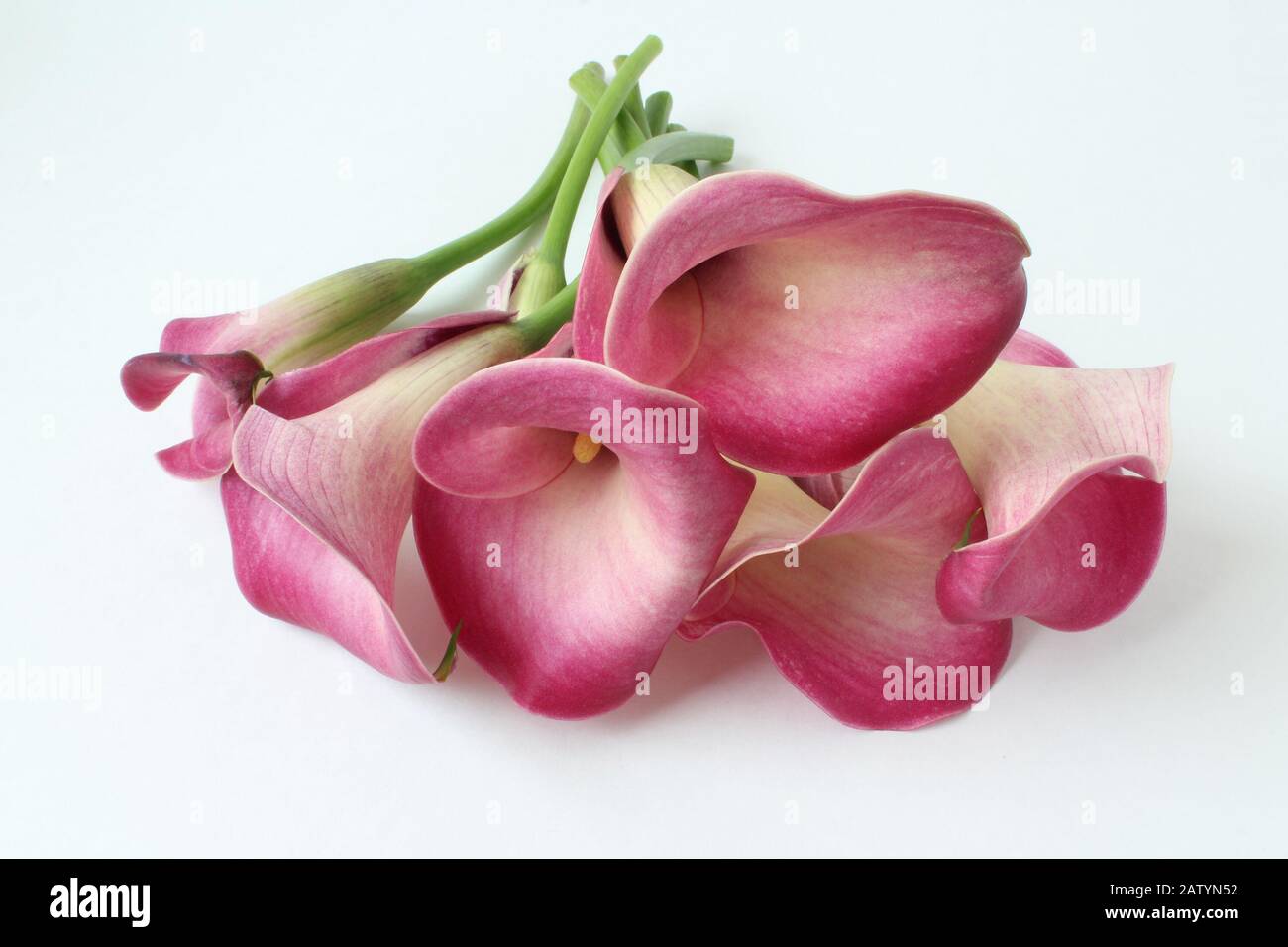 Calla lily bouquet hi-res stock photography and images - Alamy