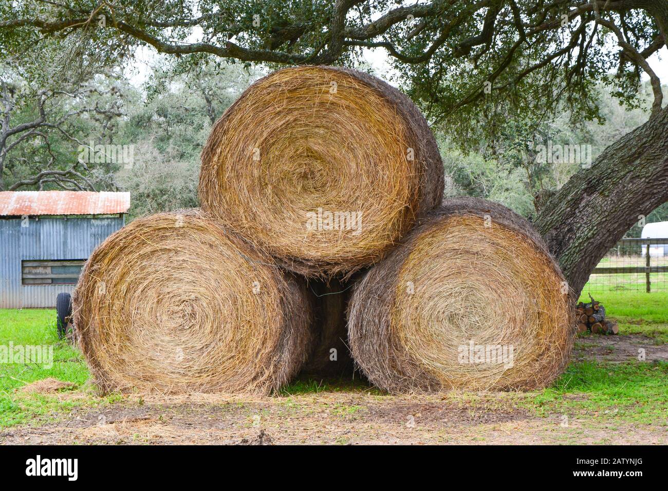 A peaceful morning in a Texas farm with three bales of hay under a mesquite tree. Horse feed near the farmhouse for next week's rodeo Stock Photo
