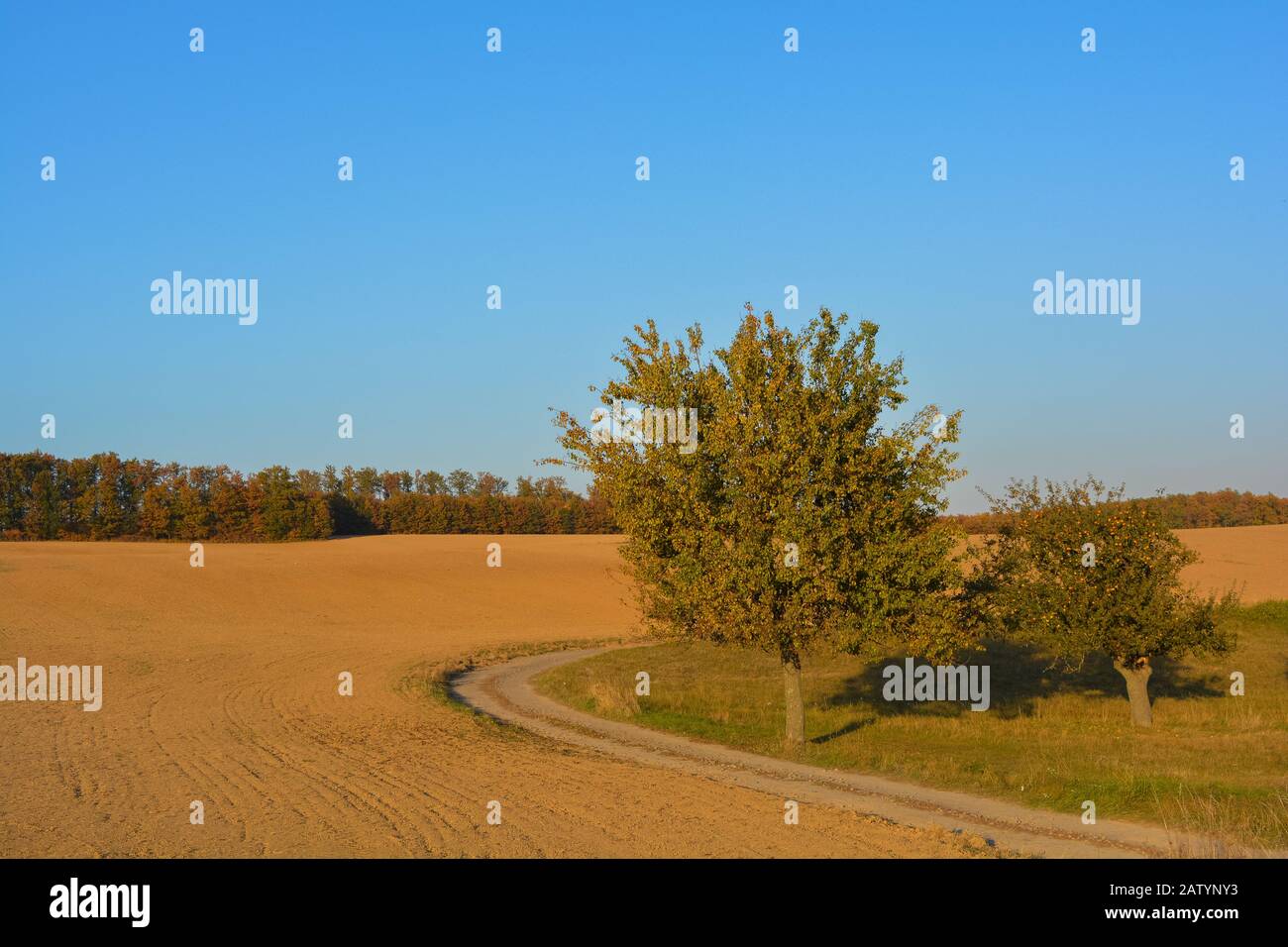Dirt road leading to an agritourism in rural Tuscany with an autumn forest in the background, plenty of organic soil around some fruit trees. Perfect Stock Photo