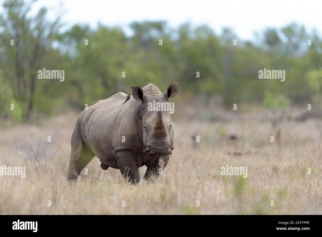 White Rhino in the wilderness Stock Photo