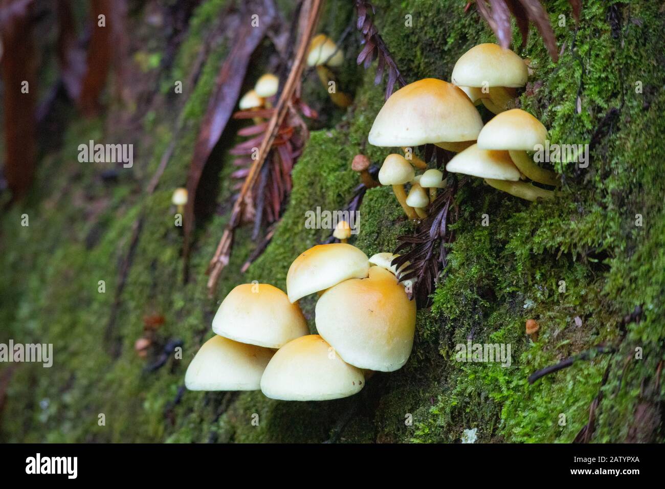 Agaracales hires stock photography and images Alamy