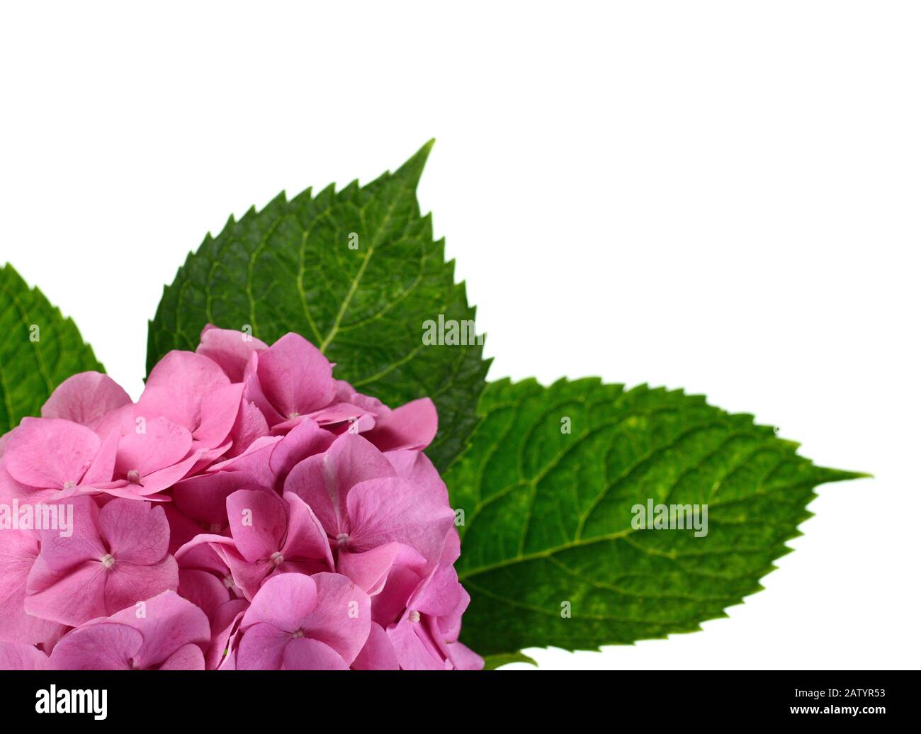 Beautiful pink flower of hydrangea isolated on a white background Stock ...