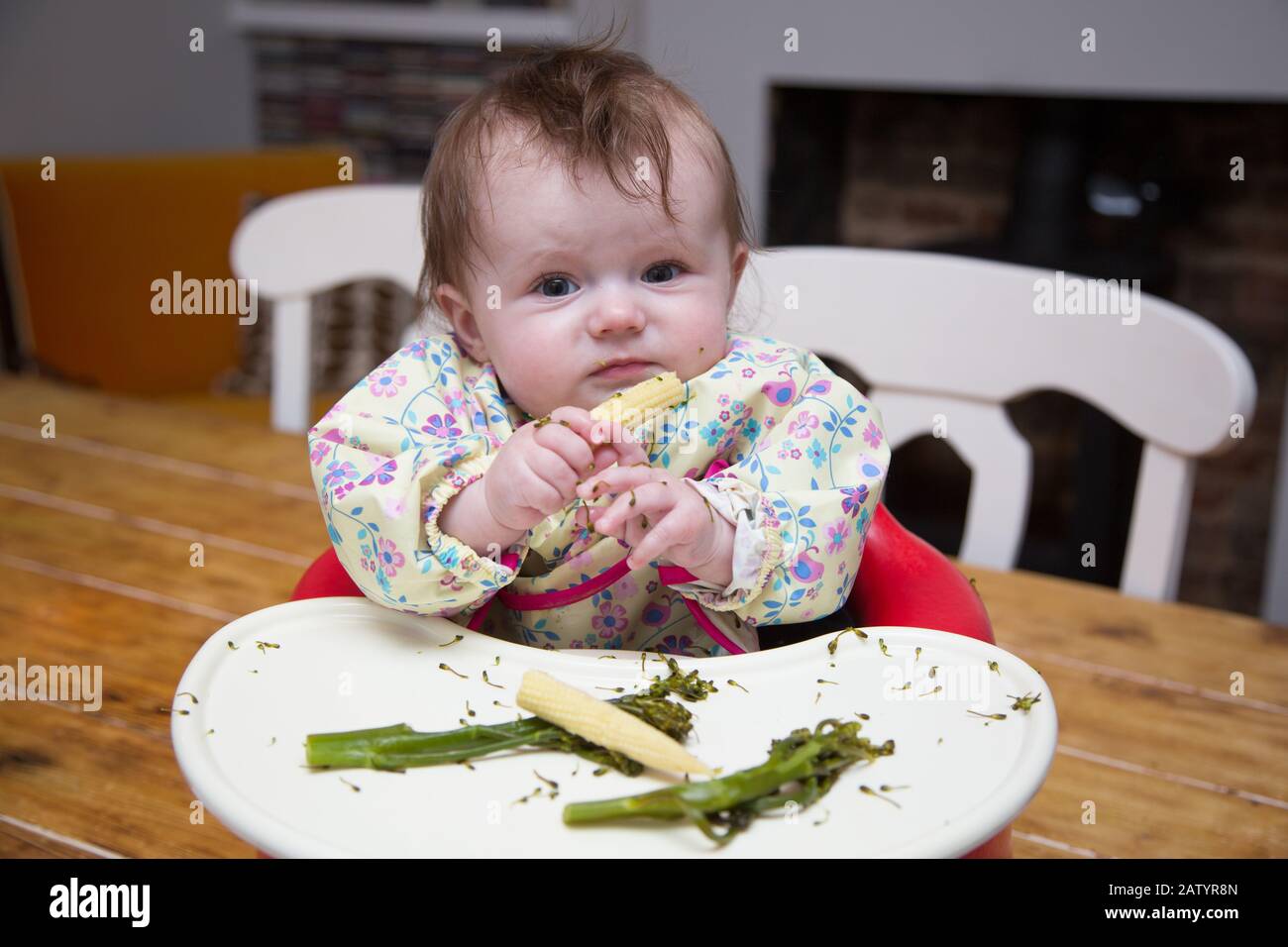 6 month old baby girl baby led weaning Stock Photo - Alamy