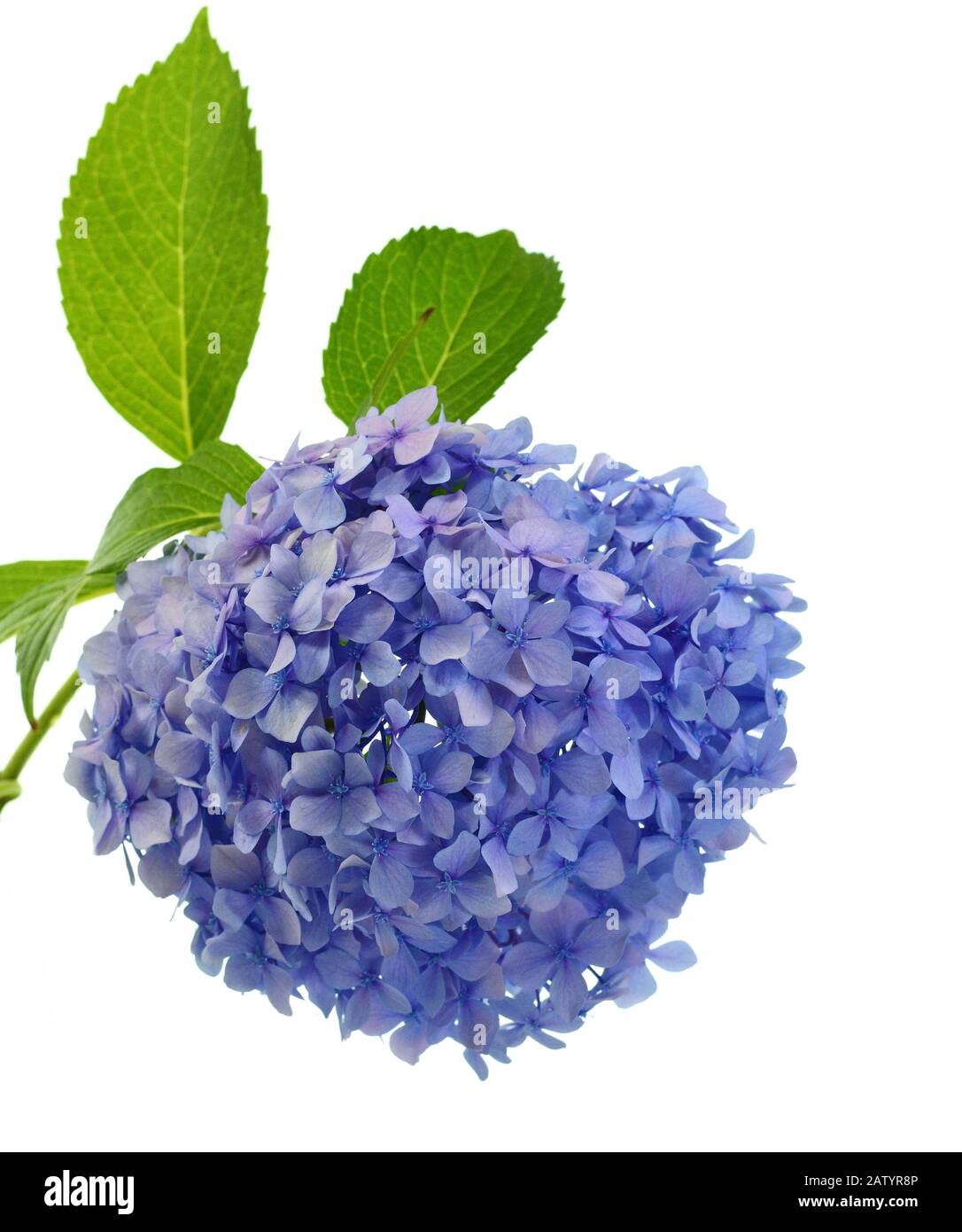 Beautiful flower of hydrangea isolated on a white background Stock ...