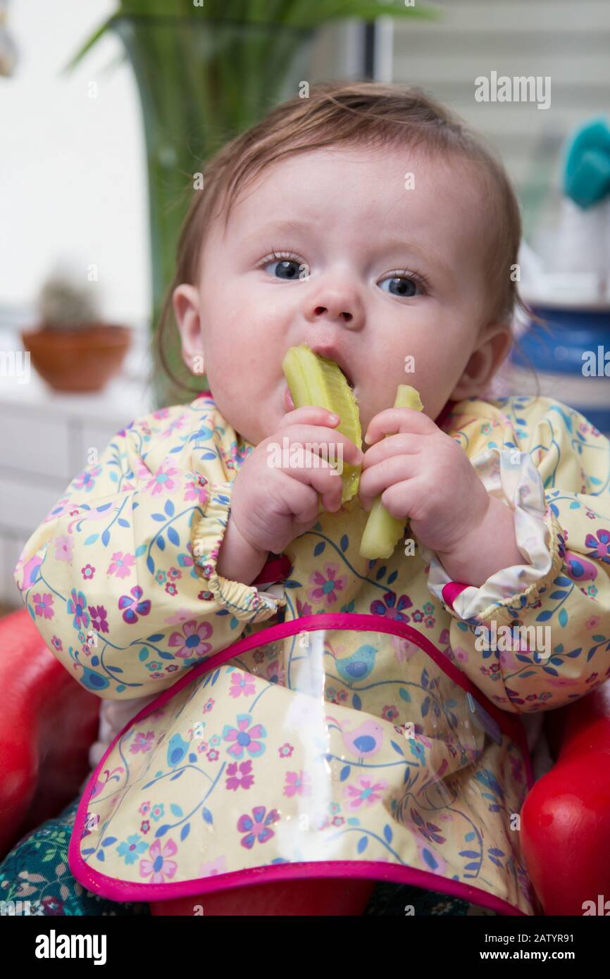6 month old baby girl baby led weaning Stock Photo - Alamy