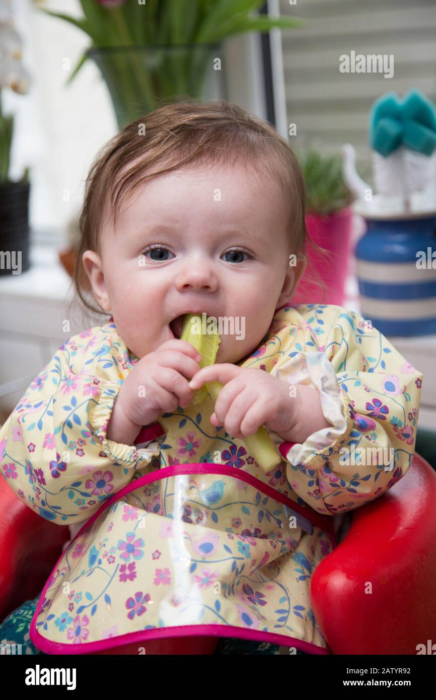 6 month old baby girl baby led weaning Stock Photo - Alamy