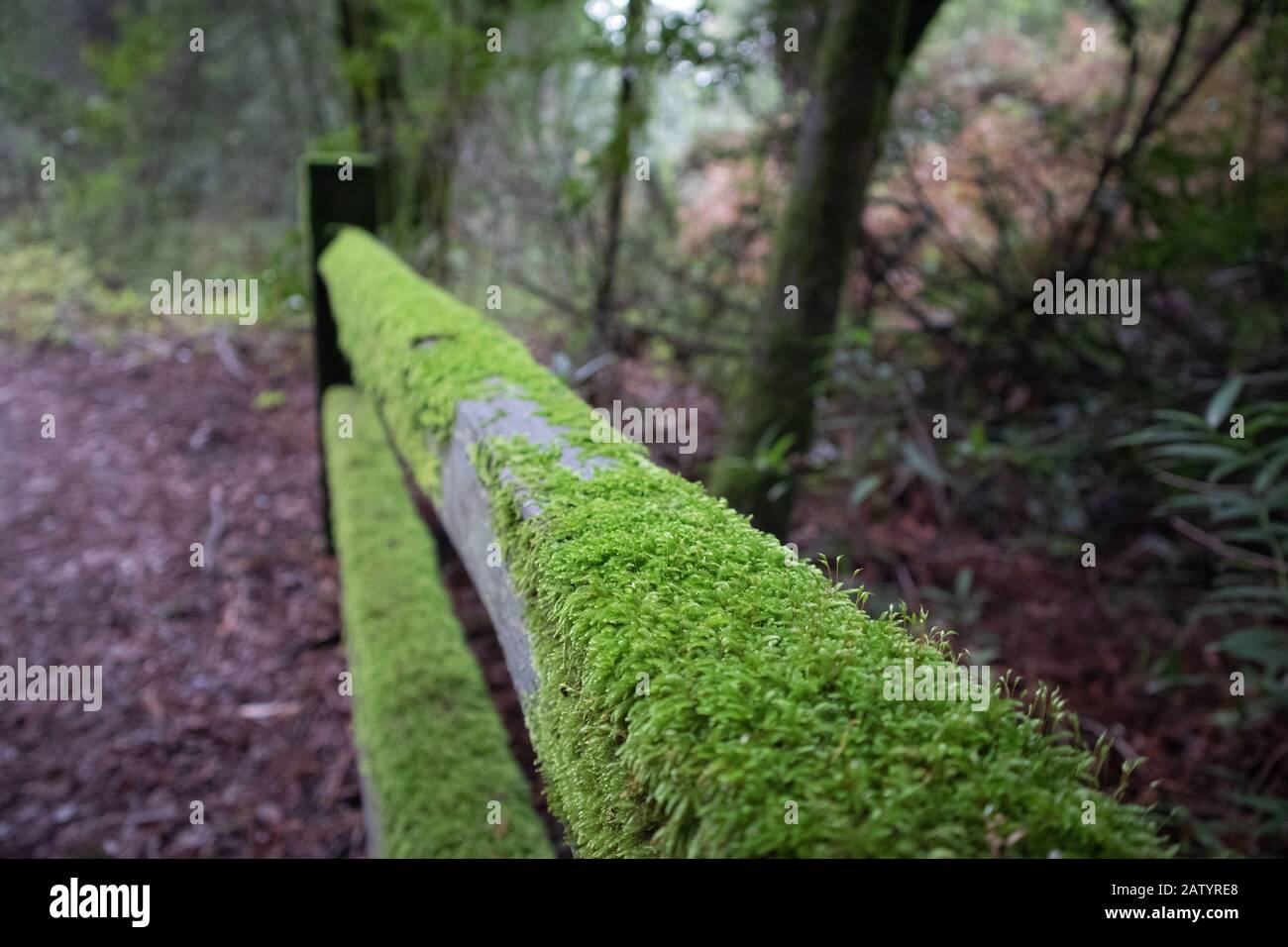 Moss on an old wooden fence. Stock Photo