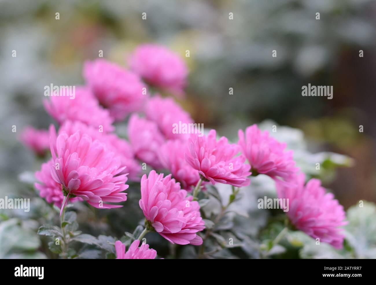 A close up photo of a bunch of pink chrysanthemum flowers