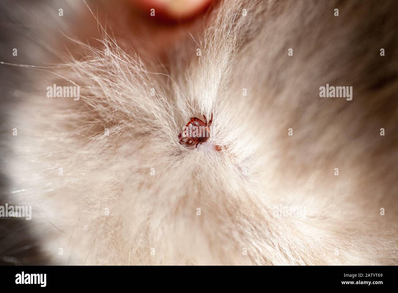 An ixodic infectious tick stuck to the head of a kitten. A tick bit a pet. Found a sucking viral tick among the dense hair of a cat. Stock Photo