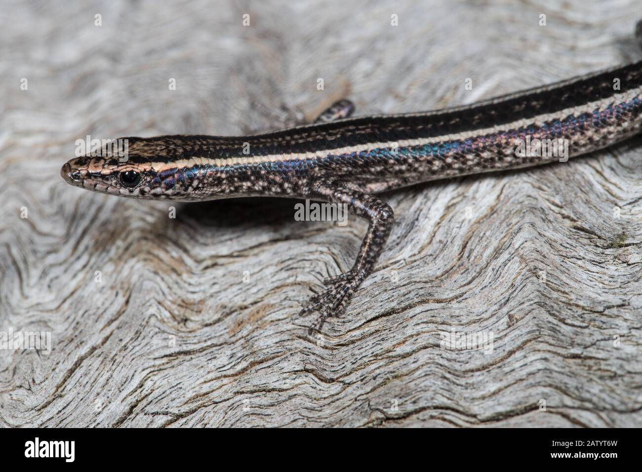 Elegant Snake-eyed Skink Stock Photo