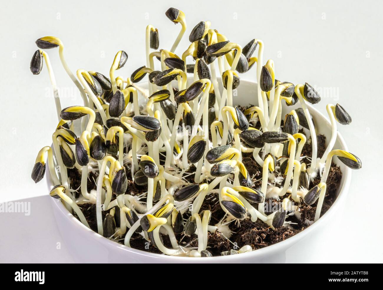 Sunflowers sprouting in a white bowl. Sprouts and microgreen of Helianthus annuus, the common sunflower. Edible seedlings and young plants. Stock Photo