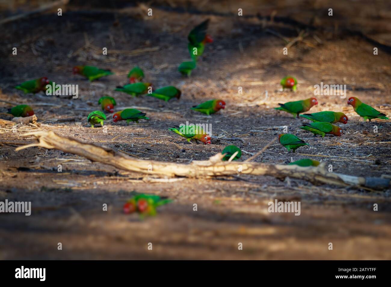 Lilians Lovebird - Agapornis lilianae also known as the Nyasa lovebird, is a small African parrot species of the lovebird genus. It is mainly green an Stock Photo