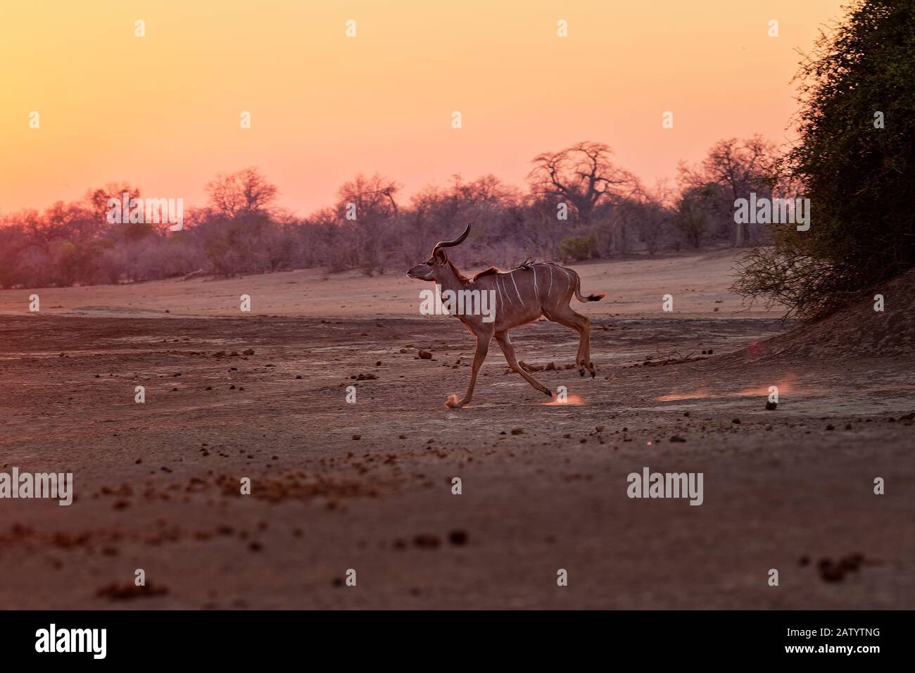 Greater Kudu - Tragelaphus strepsiceros woodland antelope found throughout eastern and southern Africa, running during african sunrise or sunset with Stock Photo