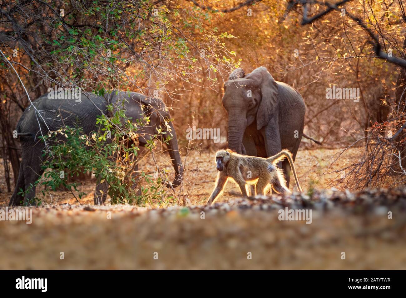 Chacma Baboon - Papio ursinus griseipes  or Cape baboon and African Bush Elephant - Loxodonta africana in Mana Pools National Park in Zimbabwe. Stock Photo