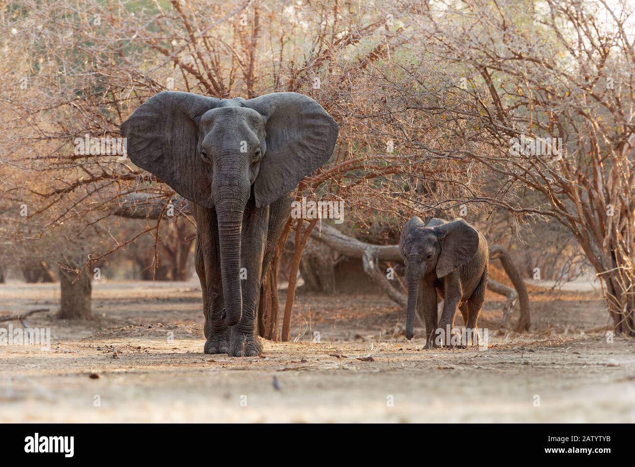 African Bush Elephant - Loxodonta africana small baby elephant with its mother, walking and eating leaves in Mana Pools in Zimbabwe. Stock Photo