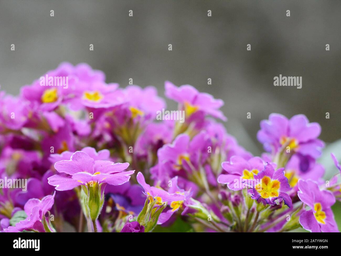 Early spring: Primroses in natural environment. (Primula vulgaris). Stock Photo
