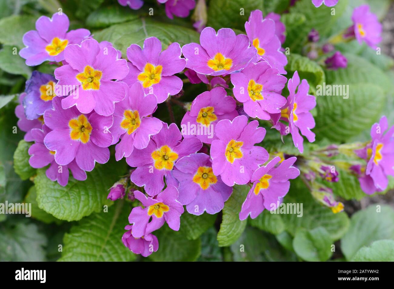 Early spring: Primroses in natural environment. (Primula vulgaris). Stock Photo