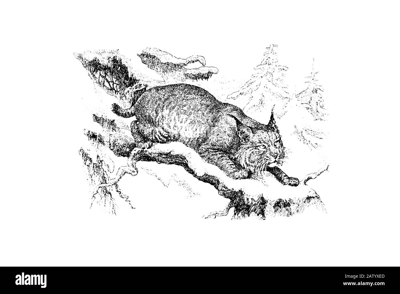 pumas jumping feline for one crossword