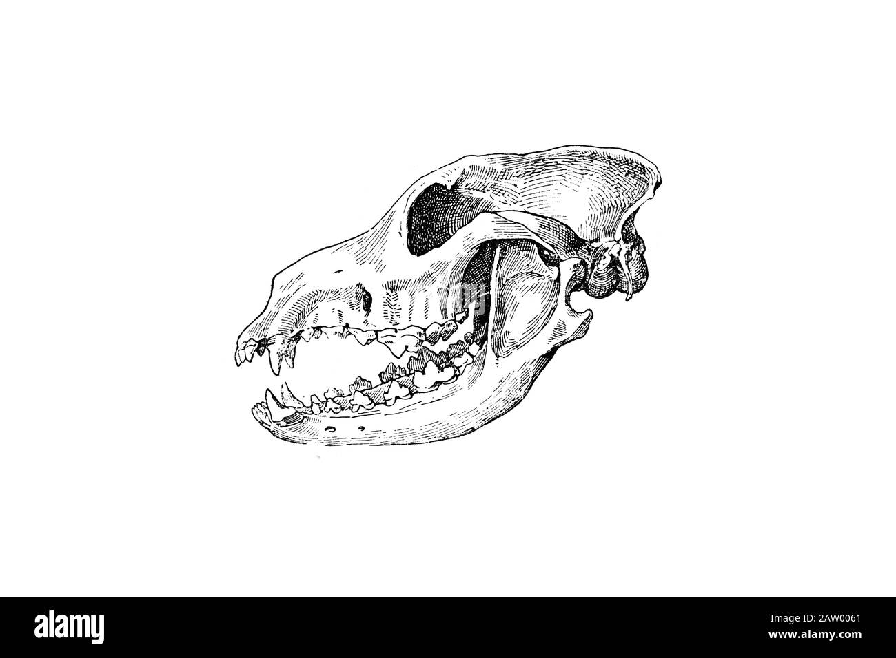 Dog Skull High Resolution Stock Photography And Images Alamy
