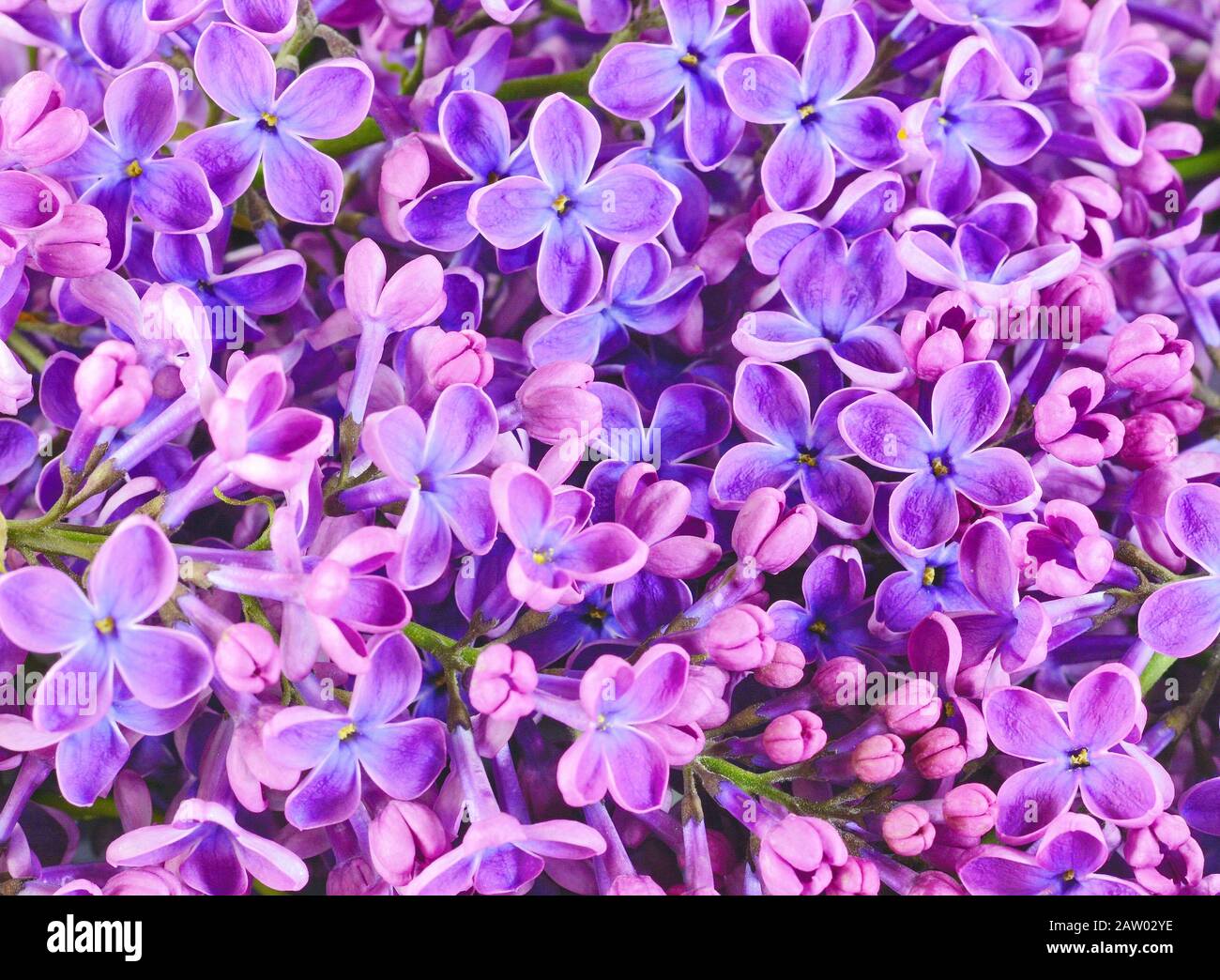 lilac flowers background Stock Photo Alamy