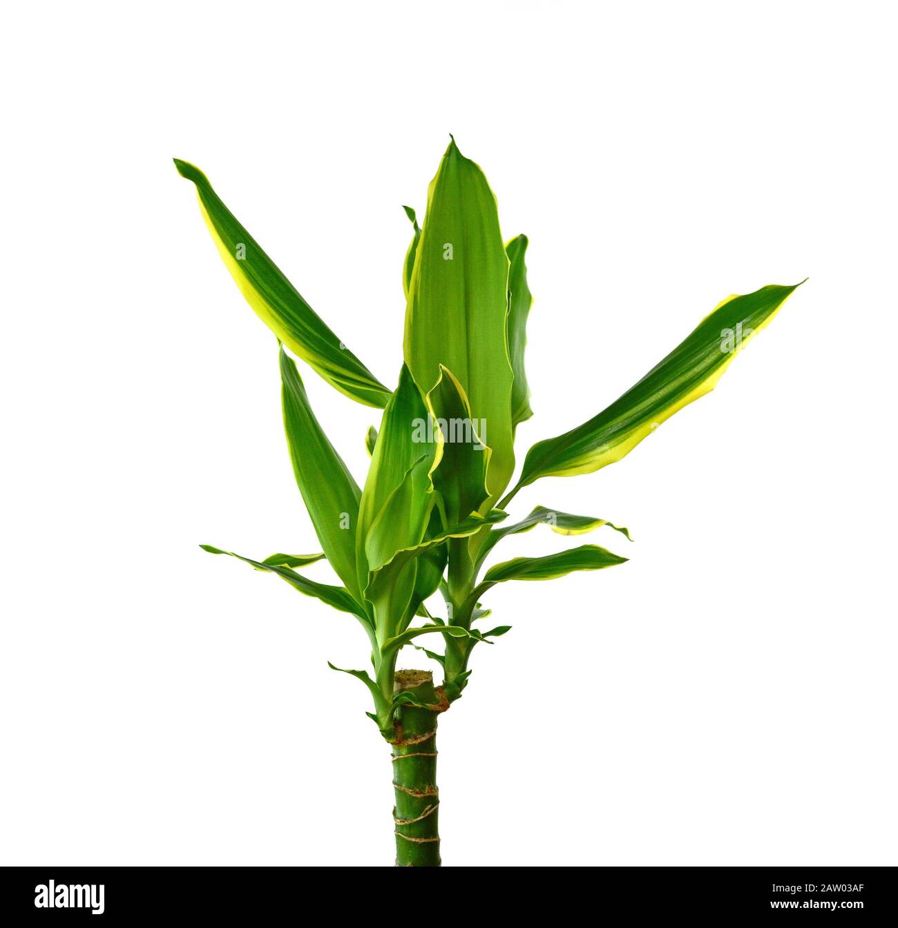 calathea beautiful star Calathea Beauty Star - Live Starter Plants - Calathea Ornata