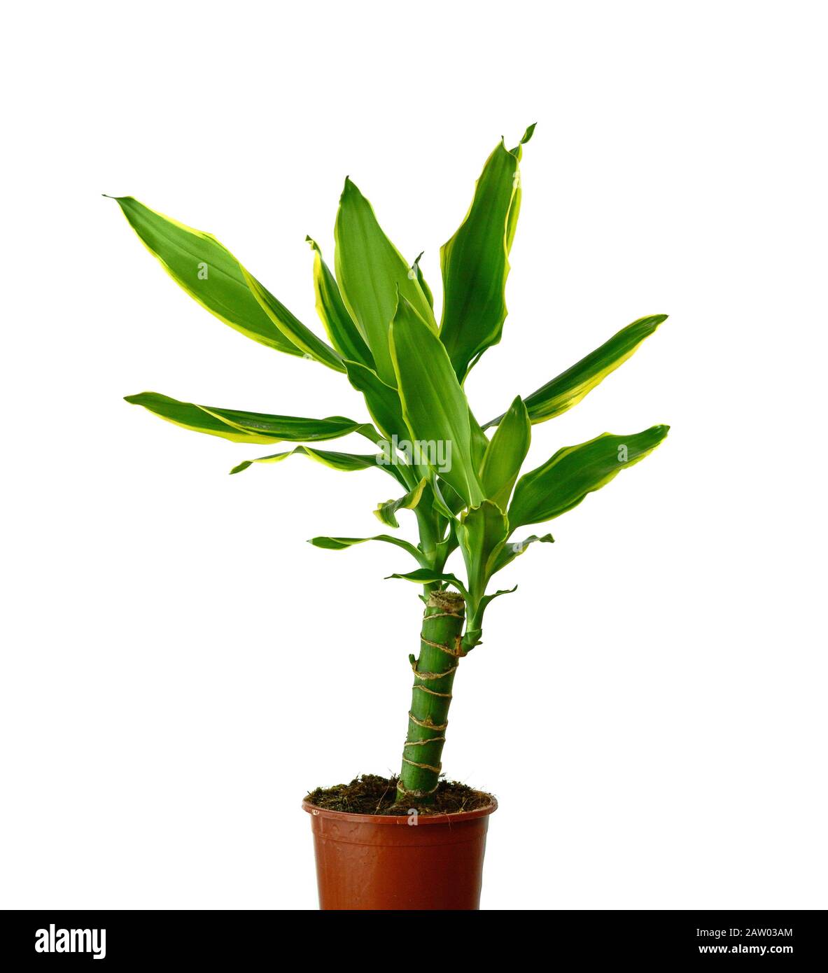 Houseplant - dracena steudneri stemm a potted plant isolated over white  Stock Photo - Alamy