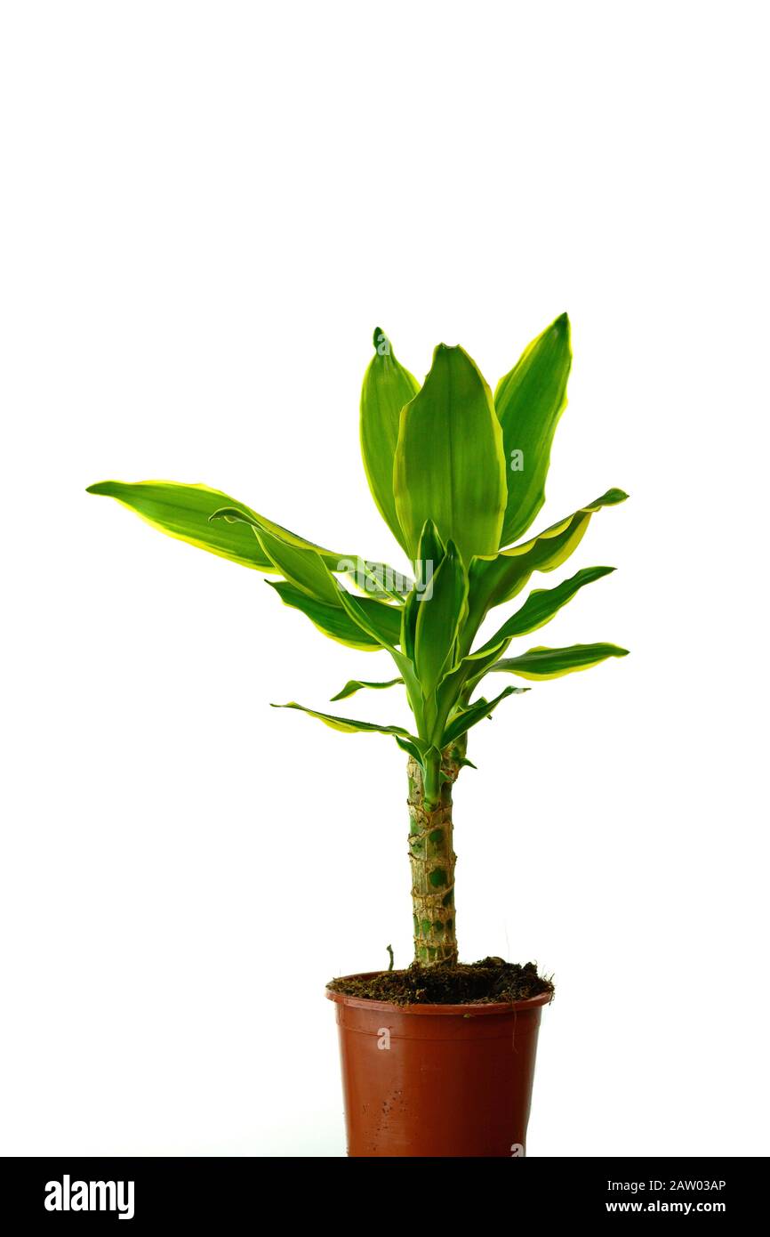 Houseplant - dracena steudneri stemm a potted plant isolated over white  Stock Photo - Alamy
