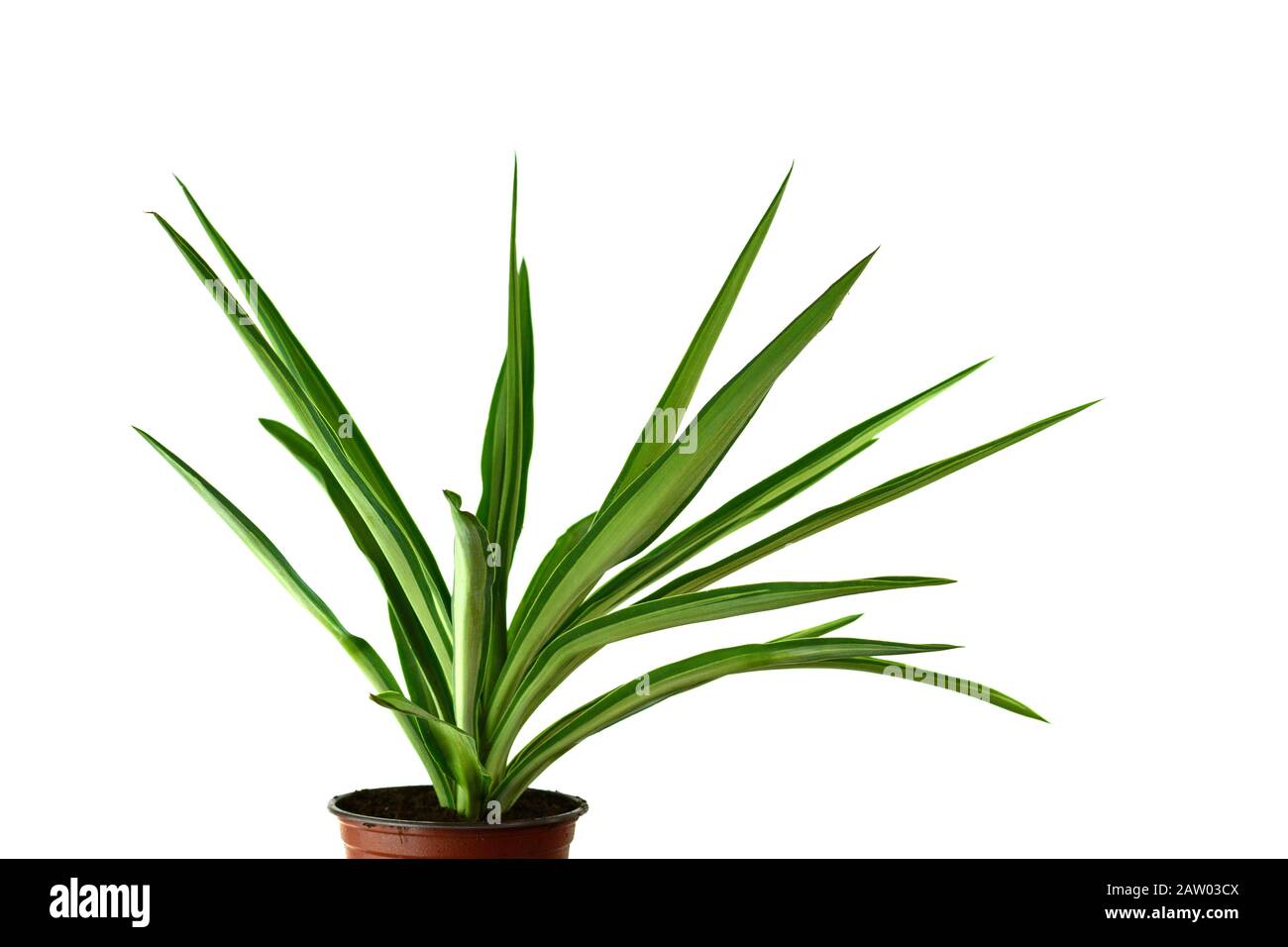Dragons Blood Plant High Resolution Stock Photography And Images Alamy Dragons Blood Plant High Resolution Stock Photography And Images Alamy