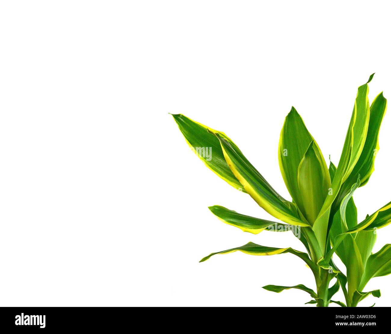 efeutute aureum Epipremnum aureum 'Churchill Gold'